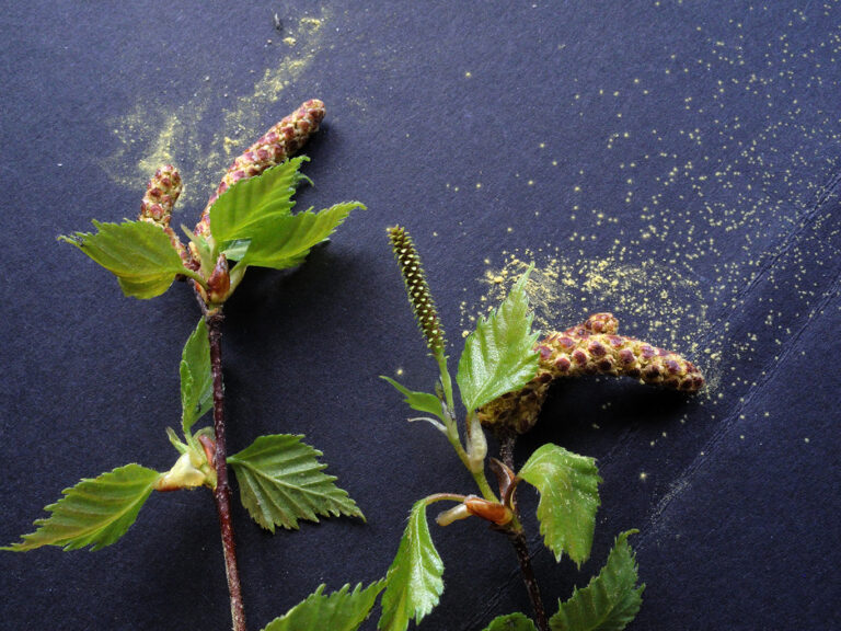 Inhalative Allergien – Erste sublinguale Allergie-Immuntherapie für Baumpollenallergiker