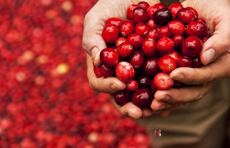 Preiselbeere und Cranberry – Sehr ähnlich, aber nicht identisch