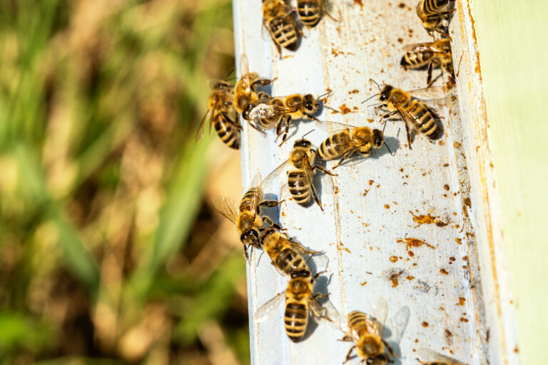Sommer, Sonne, Insektenstich