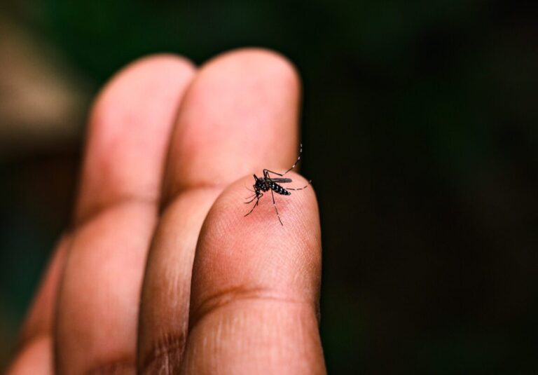 Dengue-, Zika- und Chikungunya-Virus im Vormarsch